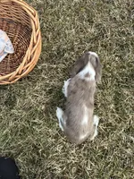 AKC Shila, a female Cocker Spaniel for sale in Athens, WI – Photo 5 of 10