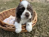 AKC Shila, a female Cocker Spaniel for sale in Athens, WI – Photo 2 of 10
