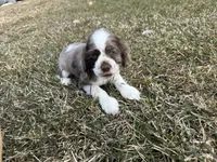 AKC Shila, a female Cocker Spaniel for sale in Athens, WI – Photo 9 of 10