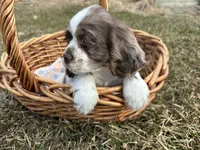 AKC Shila, a female Cocker Spaniel for sale in Athens, WI – Photo 4 of 10