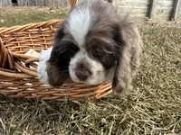 AKC Shila, a female Cocker Spaniel for sale in Athens, WI – Photo 10 of 10