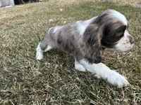 AKC Shila, a female Cocker Spaniel for sale in Athens, WI – Photo 7 of 10