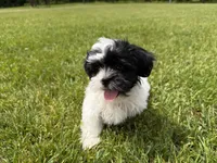 Jo, a female Bichon Frise and Shih Tzu for sale in Athens, WI – 2 of 10