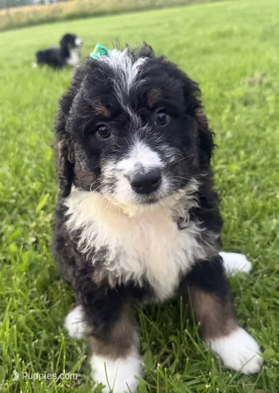 Stormy – Bernedoodle puppy for sale in Athens, WI