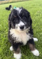 Stormy, a female Bernedoodle for sale in Athens, WI – 1 of 10
