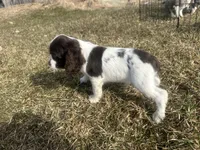AKC Shane, a male Cocker Spaniel for sale in Athens, WI – Photo 9 of 10