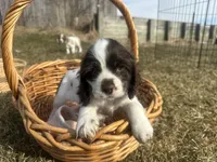 AKC Shane, a male Cocker Spaniel for sale in Athens, WI – Photo 5 of 10