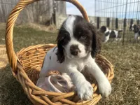 AKC Shane, a male Cocker Spaniel for sale in Athens, WI – Photo 7 of 10