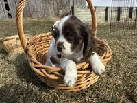 AKC Shane, a male Cocker Spaniel for sale in Athens, WI – Photo 8 of 10