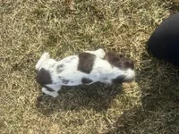 AKC Shane, a male Cocker Spaniel for sale in Athens, WI – Photo 3 of 10