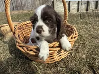 AKC Shane, a male Cocker Spaniel for sale in Athens, WI – Photo 10 of 10