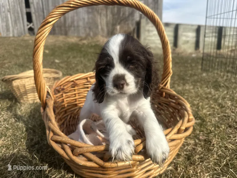 AKC Shane – Cocker Spaniel puppy for sale in Athens, WI