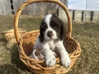 AKC Shane, a male Cocker Spaniel for sale in Athens, WI – Photo 1 of 10
