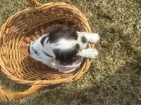 AKC Shane, a male Cocker Spaniel for sale in Athens, WI – Photo 6 of 10