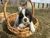 AKC Shane, a male Cocker Spaniel for sale in Athens, WI – Photo 4 of 10