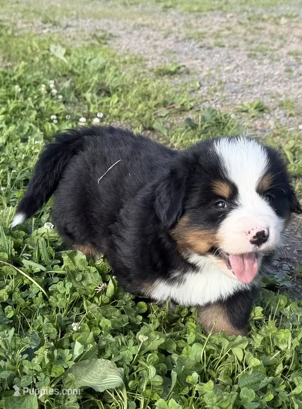 Gill – Bernese Mountain Dog puppy for sale in Athens, WI