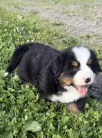 Gill, a male Bernese Mountain Dog for sale in Athens, WI – 1 of 10