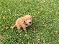 Shep, a male Miniature Goldendoodle for sale in Athens, WI – 10 of 10