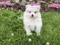 Harper, a female Pomeranian for sale in Athens, WI – 9 of 10