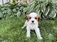 AKC Bristol , a female Cavalier King Charles Spaniel for sale in Athens, WI – 7 of 10