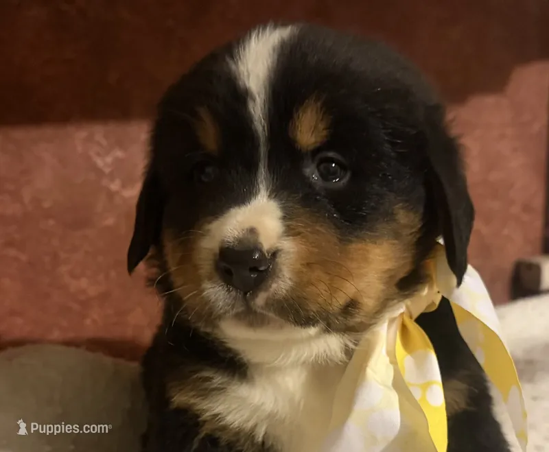 AKC Vern – Bernese Mountain Dog puppy for sale in Athens, WI