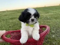 Jordan, a male Bichon Frise and Shih Tzu for sale in Athens, WI – 4 of 10