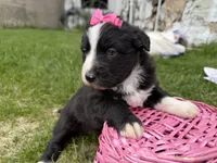 Zada, a female Australian Shepherd and Border Collie for sale in Athens, WI – 8 of 10