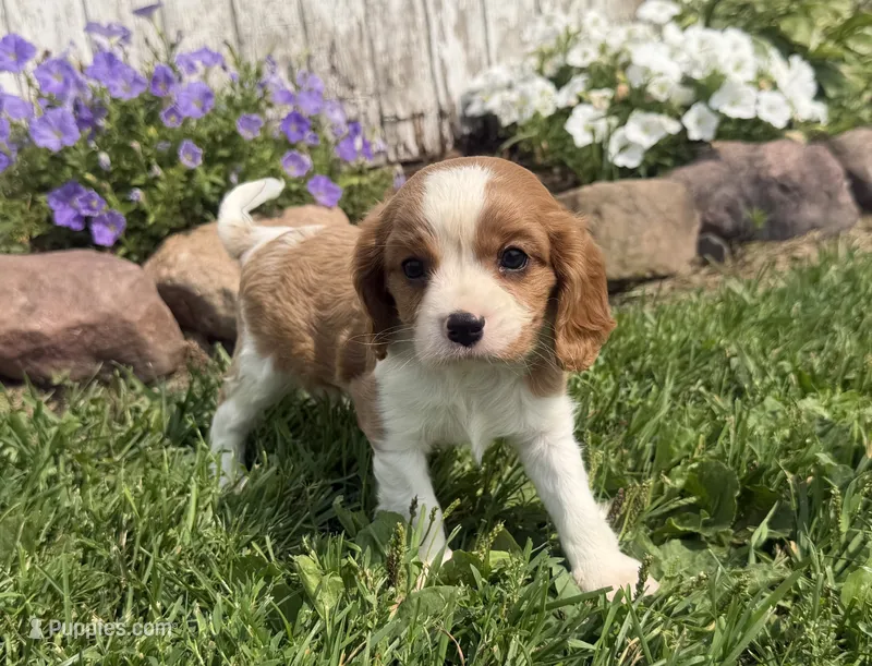 Spencer – Cavalier King Charles Spaniel puppy for sale in Athens, WI