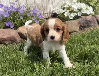 Spencer, a male Cavalier King Charles Spaniel for sale in Athens, WI – 1 of 10