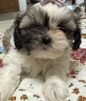 Stars, a female Shih Tzu for sale in Athens, WI – 3 of 10