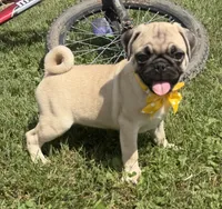 AKC ALLEN , a male Pug for sale in Athens, WI – 10 of 10
