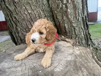 Gabe, a male Cavapoo for sale in Athens, WI – 8 of 10