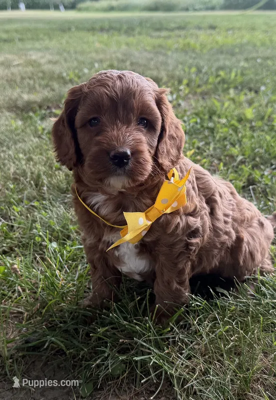 Gavin – Cavapoo puppy for sale in Athens, WI