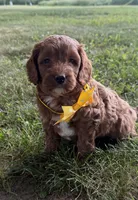 Gavin, a male Cavapoo for sale in Athens, WI – 1 of 10
