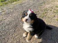 Georgia, a female Bernese Mountain Dog for sale in Athens, WI – 10 of 10
