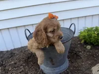 Carlee, a female Cockapoo for sale in Athens, WI – 7 of 10