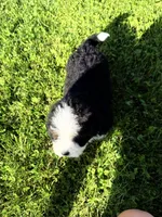 Taz , a male Bernedoodle for sale in Athens, WI – 5 of 10