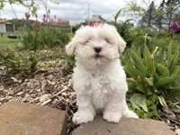 Lexi, a female Poodle - Miniature  and Mal Shi for sale in Athens, WI – 8 of 10