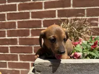 Quincy , a male Miniature Dachshund for sale in Athens, WI – 7 of 10
