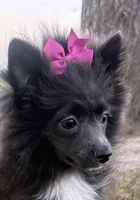 Harlee , a female Pomeranian for sale in Athens, WI – 5 of 10