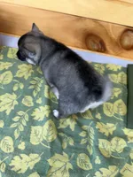 Vivian, a female Pomsky for sale in Athens, WI – 3 of 9