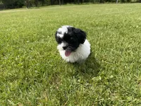 Jo, a female Bichon Frise and Shih Tzu for sale in Athens, WI – 9 of 10