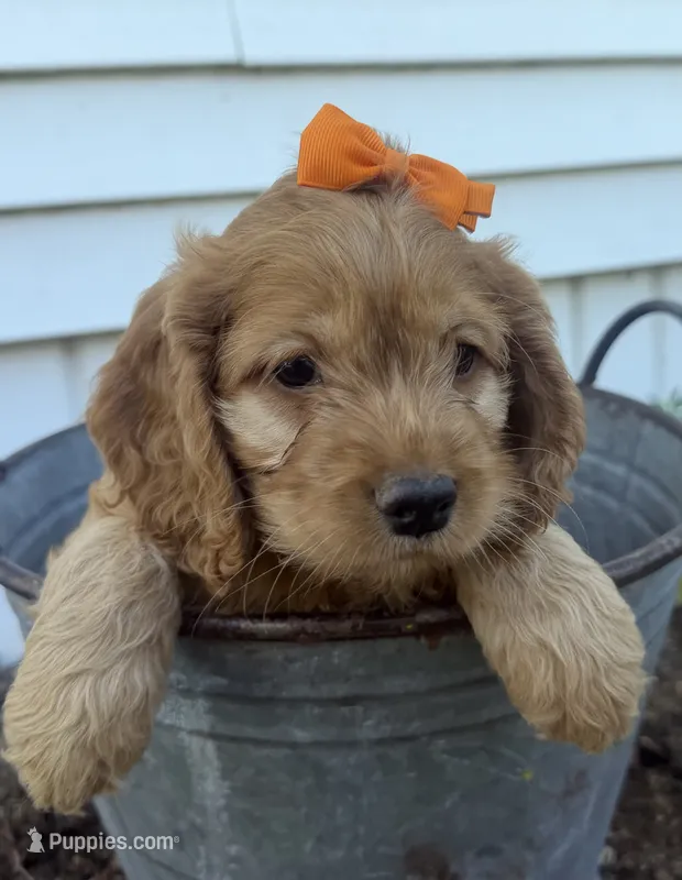 Carlee – Cockapoo puppy for sale in Athens, WI