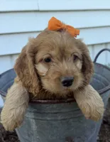 Carlee, a female Cockapoo for sale in Athens, WI – 3 of 10