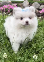 Harper, a female Pomeranian for sale in Athens, WI – 6 of 10
