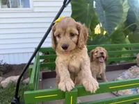 Christy, a female Cockapoo for sale in Athens, WI – 7 of 10