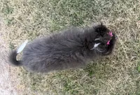 Harlee , a female Pomeranian for sale in Athens, WI – 6 of 10