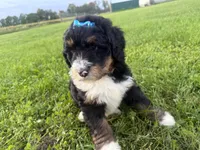 Sunny, a female Bernedoodle for sale in Athens, WI – 5 of 10