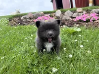 Harlee , a female Pomeranian for sale in Athens, WI – 9 of 10