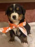 AKC Vada, a female Bernese Mountain Dog for sale in Athens, WI – 7 of 10